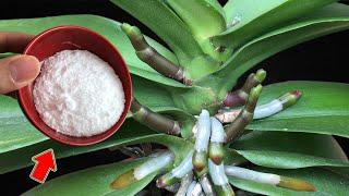 Just 1 Spoon! Hundreds Of Orchid Branches Bloom!