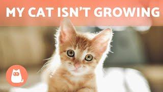 Why is My CAT Not GROWING?  (7 Reasons)