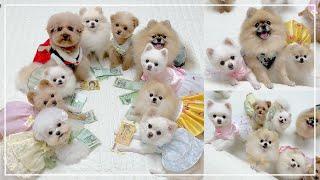 강아지 많은 집이 명절을 보내는 법 