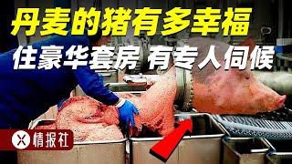 丹麦养猪户年入580万，为啥他们养猪能那么赚钱？