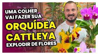 Apenas uma colher vai fazer sua ORQUÍDEA CATTLEYA explodir de flores