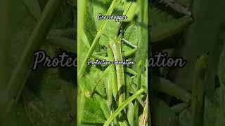 #protective #coloration