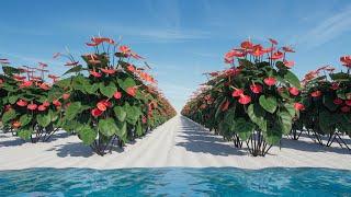 Flower LOVERS Rejoice! Anthurium Grows FAST with Natural Fertilizer