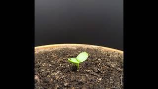 sunflower time lapse | wait for end #timelapse #shorts #viralshorts