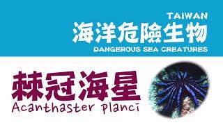 海底映像精選 海洋危險生物『棘冠海星 Acanthaster planci』