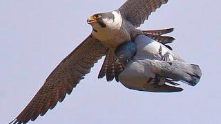 falcon attack peregrine falcon unexpectedly