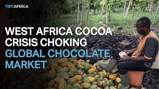 How West Africa Cocoa Crisis Hits Global Chocolate Market