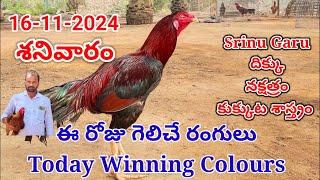 16 November 2024 Today Winning Colours#kukkutasastram  @SrinuGariFarms   @SrinuGaruSGF