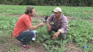 Produção de melancia no sul do Maranhão.