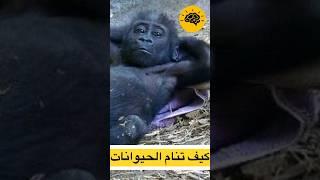 إكتشف أغرب عادات النوم عند الحيوانات
