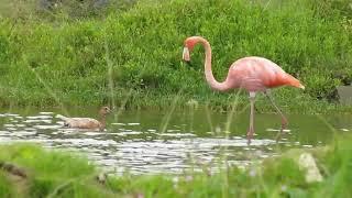 These Flamingos Have Sweet Dance Moves