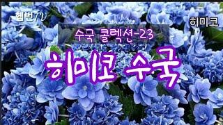 ︎ 수국 콜렉션 - 23 ︎ 히미코 수국