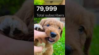 ️PUPPY IS SO CLOSE TO 80K SUBSCRIBERS!️#shorts #puppy #dog