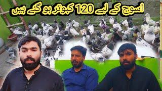 Asooj ky liya 120 kabootar || shani pigeon club jallo