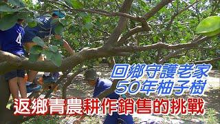 北漂餐飲主管回鄉守護五十年柚子老欉 友善耕作創造新可能∣一步一腳印【阿嬤的文旦樹新產業】20230924