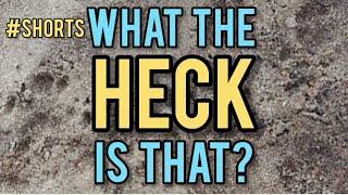 Homestead #shorts| What the Heck is That? - Ann's Tiny Life