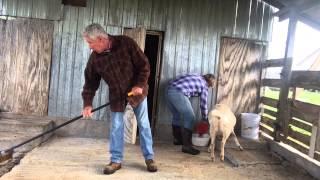 Morning Chores on the Farm