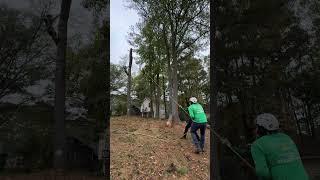 Jireh Tree Services Landscaping