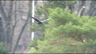 Common Raven In Flight, 4/1/2020 (HD)