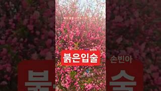 붉은입술    #손빈아#나훈아#미스터트롯3