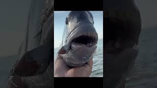 No Repeats #sheepshead #sheepsheadfishing #catchandrelease #ocnj #sevins #njfishing