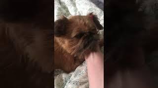 Утро Лили #dog #брюссельскийгриффон #грифон #собачки