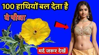 बहुत ही लाभदायक पौधा है ये आपके लिए अमृत से कम नहीं | Plant Benifit | Vastu Shastra