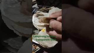 Let's eat Lampirong/mullosk transparent Shell #Delocious #Phil.Shell #Sea Foods #Lampirong Sea Foods