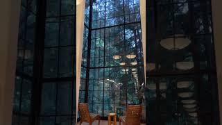 Cozy library tucked away in a redwood forest