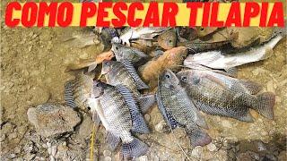 Como Pescar tilapia, TUTORIAL DE PESCA DE TILAPIA !