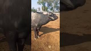 murrah bull best bull #dairyfarm #trending #topbull #viral #shortsvideo #yt20 #short #anuppur #ytsh