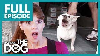 Small Dog with Big Attitude Bites his Owners! | Full Episode | It's Me or The Dog