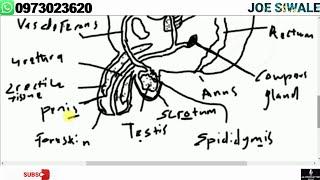 Reproduction. Male parts and functions of the reproductive system