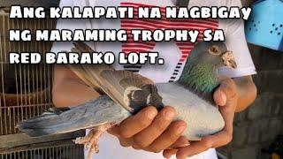 LOFT VISIT PART 3 SA RED BARAKO LOFT |Reggie Cruz Loft & Aviary #reggiecruzloftandaviary