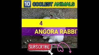 Most amazing top 10 coolest animals| 10 coolest animal| blobfish|slowloris#shorts #shortsviral