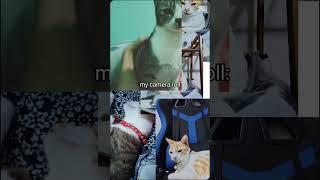 Memories #cat #memories #meow