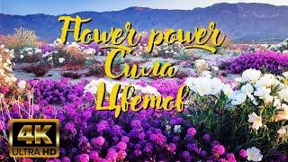 Сила цветов | Flower power.  Документальный Фильм- природа, флора, фауна.