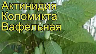 Актинидия коломикта Вафельная. Краткий обзор, описание характеристик actinidia kolomikta