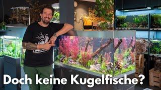 Doch keine Kugelfische und Wasserwechsel im Oase HighLine 300 Raumteiler