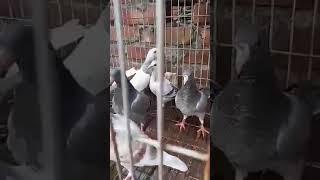 New racing homer pigeon baby's in my loft | #Shorts