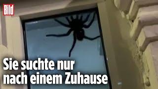 Monster-Spinne sorgt für Panik | Dominikanische Republik