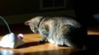 Lily the Kitten Playing With Her Mouse Toy *Please read description and watch in HD*