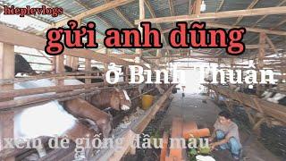 gửi anh dũng ở Bình Thuận xem dê  giống đầu màu @hiepde