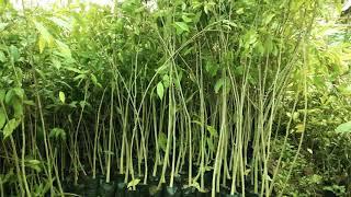 Agarwood Farming kaise kare? How to do Agarwood plantations farming | Call-09678757461