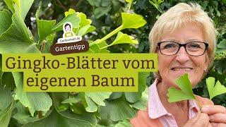 Gingko Baum im Garten - Können die Blätter von jedem Baum geerntet und verarbeitet werden?