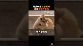 고양이는 생각보다 많이 똑똑합니다.  #동물 #고양이