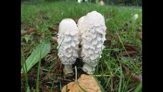 Shaggy Ink Cap, Judges wig, Lawyers Wig, Coprinus comatus. Tasty Mushrooms