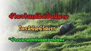 วิถีชีวิตช้างป่าถูกลิขิตไว้ด้วยธรรมชาติ "ช้างพลายถูกขับออกจากโขลง" ความจริงที่ต้องยอมรับ