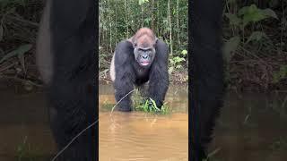 Tourist Has Extremely Close Encounter With A Silverback Gorilla 