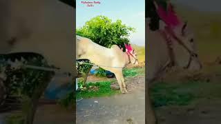 khillar Bull jump like horse .#subscribe